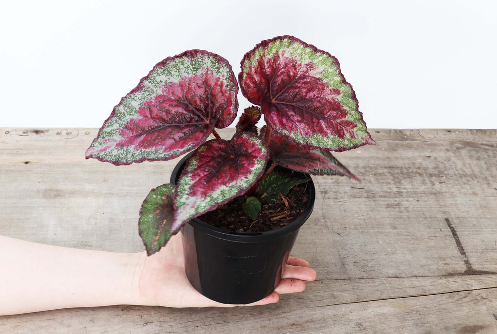 Begonia Rex | Indoor Plant | Chalet Boutique - Australia