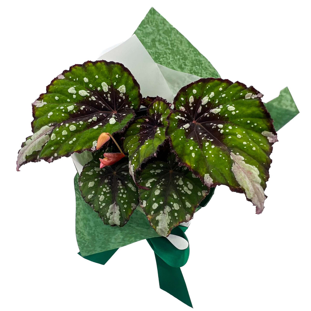 Begonia Beleaf 'Forest Stream' | Indoor Plant | Chalet Boutique - Australia