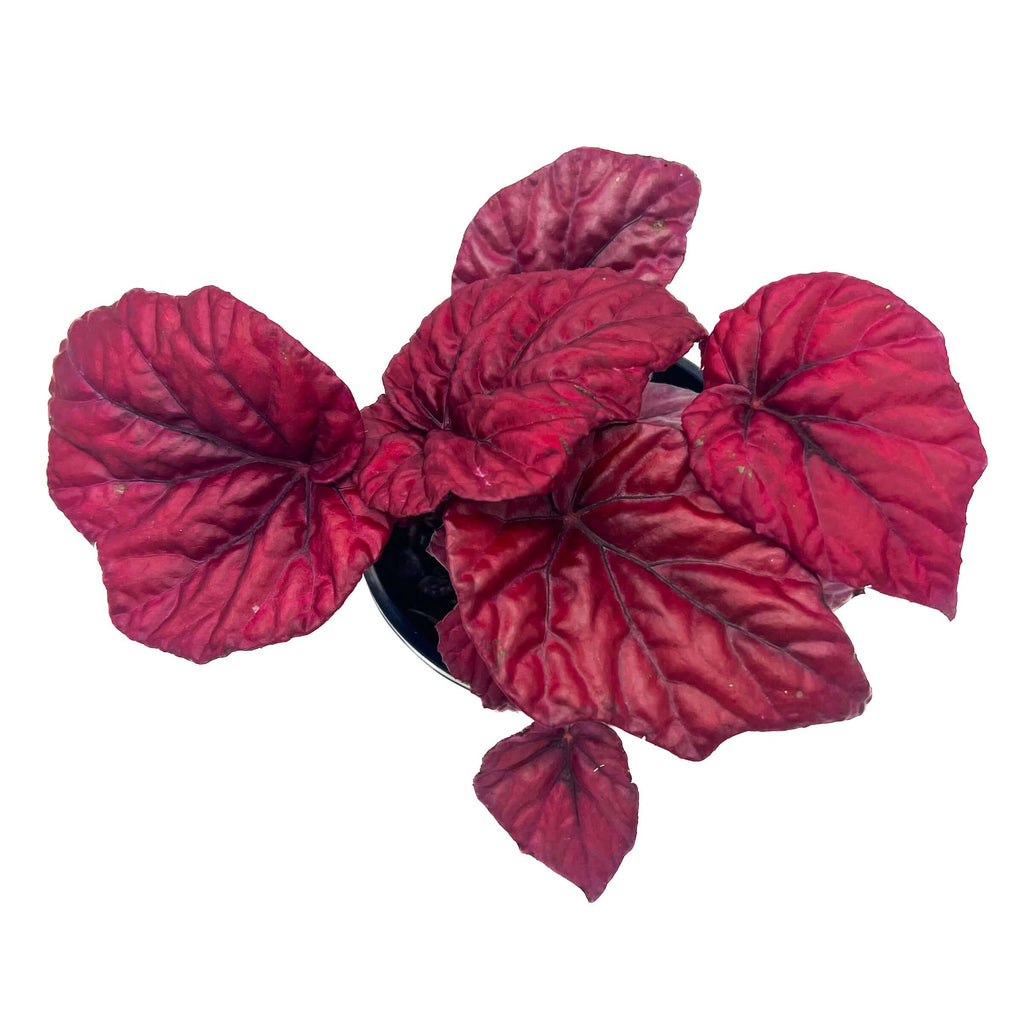 Begonia Beleaf 'Inca Flame' | Indoor Plant | Chalet Boutique - Australia