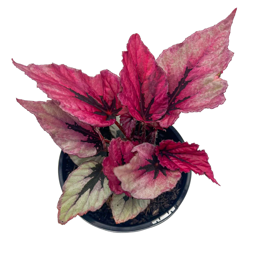Begonia Beleaf 'Indian Summer' | Indoor Plant | Chalet Boutique - Australia