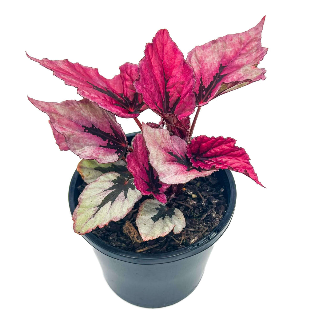 Begonia Beleaf 'Indian Summer' | Indoor Plant | Chalet Boutique - Australia
