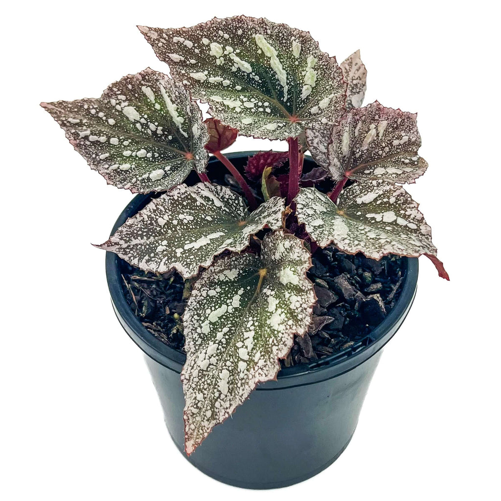 Begonia Beleaf 'Yukon Frost' | Indoor Plant | Chalet Boutique - Australia