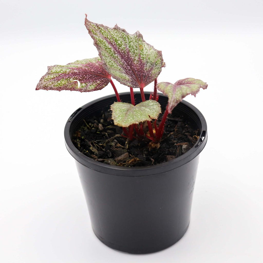 Begonia Freckles | Indoor Plant | Chalet Boutique - Australia