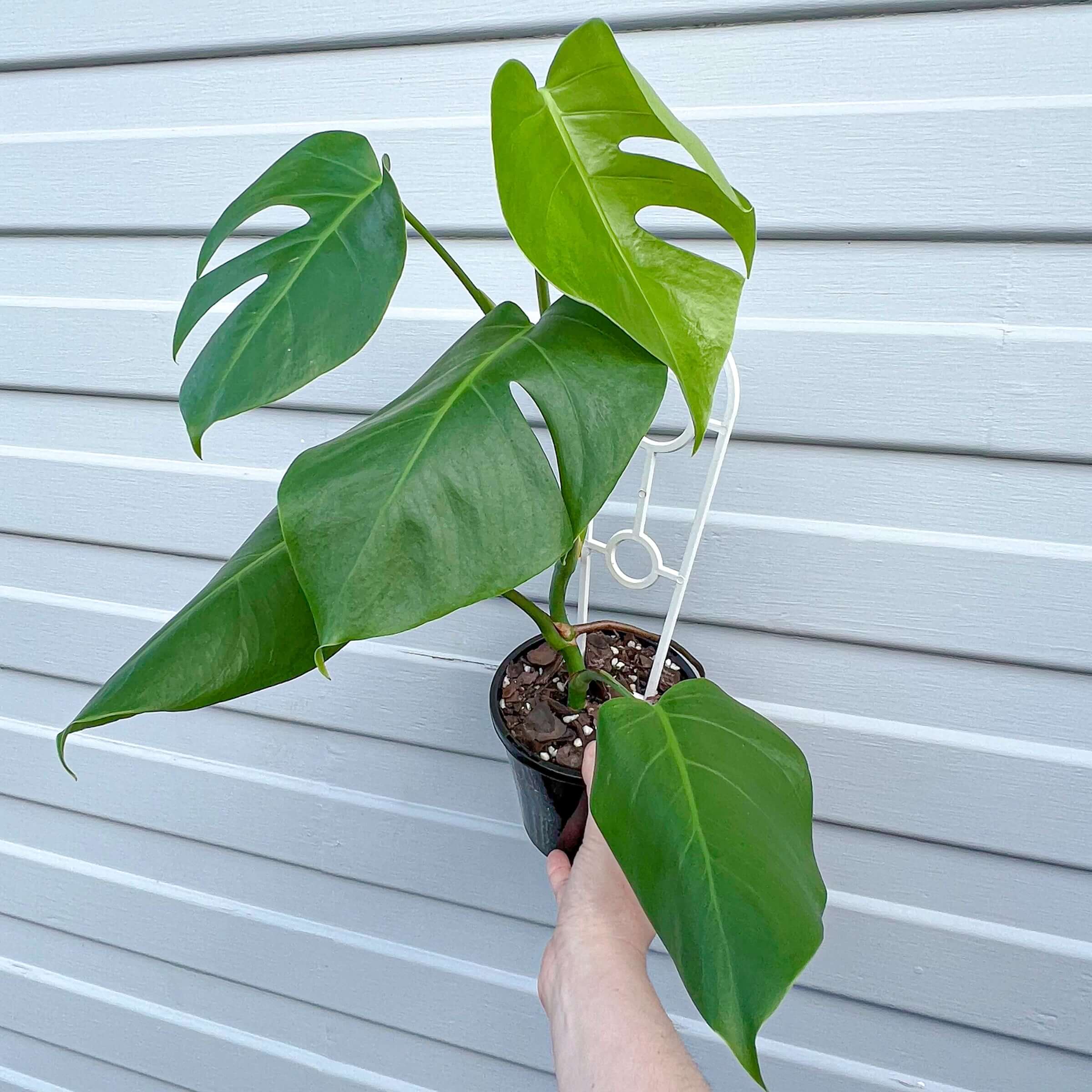 monstera deliciosa australia Monstera Deliciosa Borsigiana