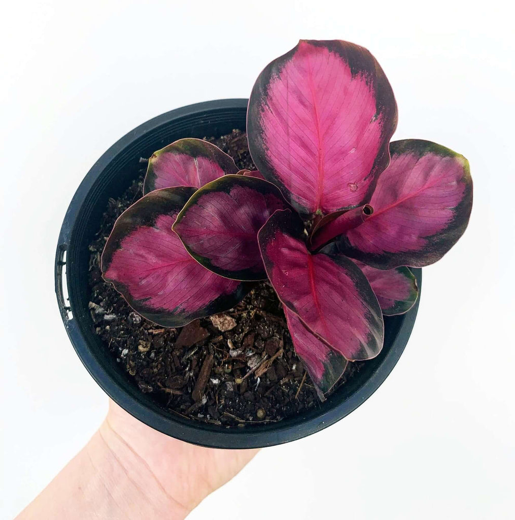 Calathea Crimson | Indoor Plant | Chalet Boutique - Australia