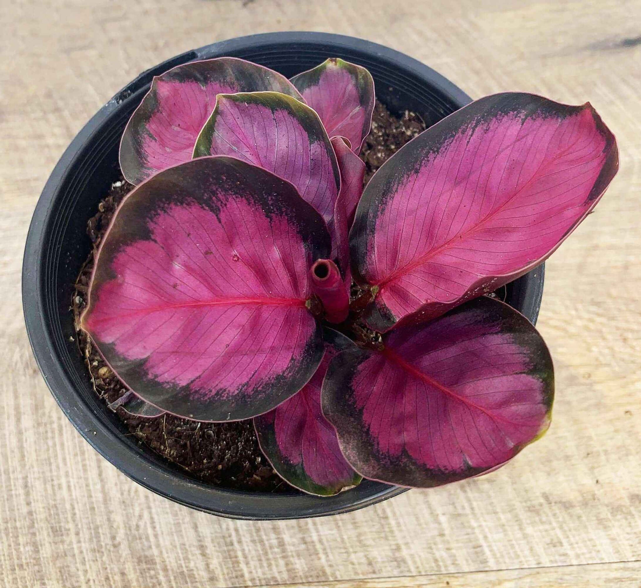 Calathea Crimson