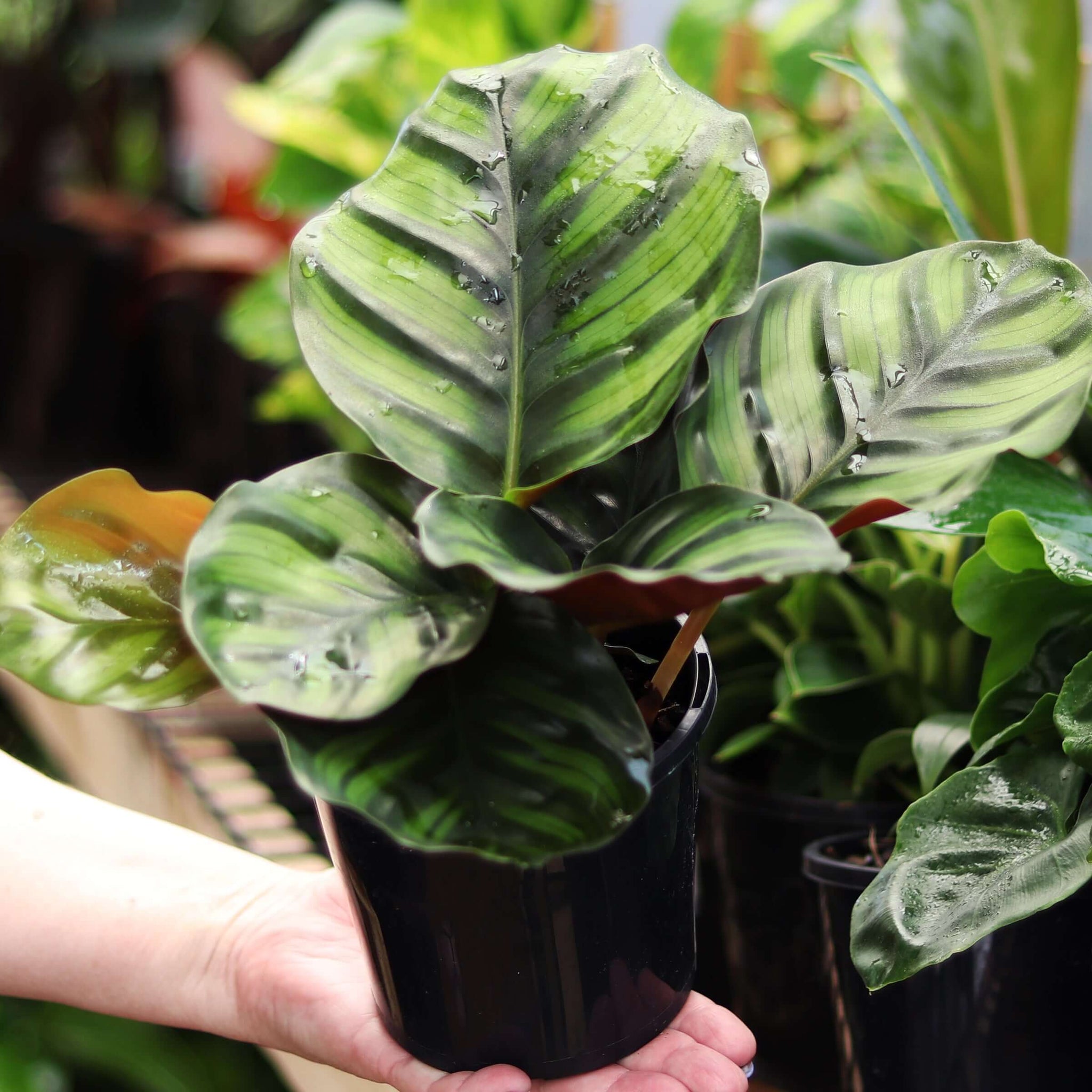 Buy Calathea Fasciata
