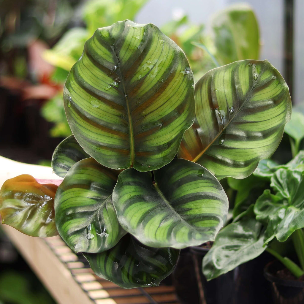 Calathea Fasciata | Indoor Plant | Chalet Boutique - Australia