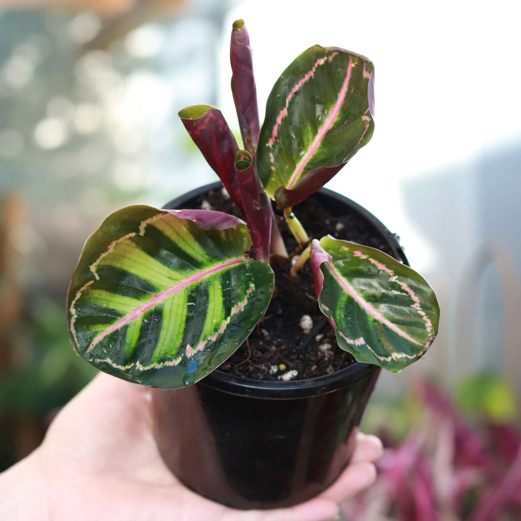 Calathea Illustris | Indoor Plant | Chalet Boutique - Australia