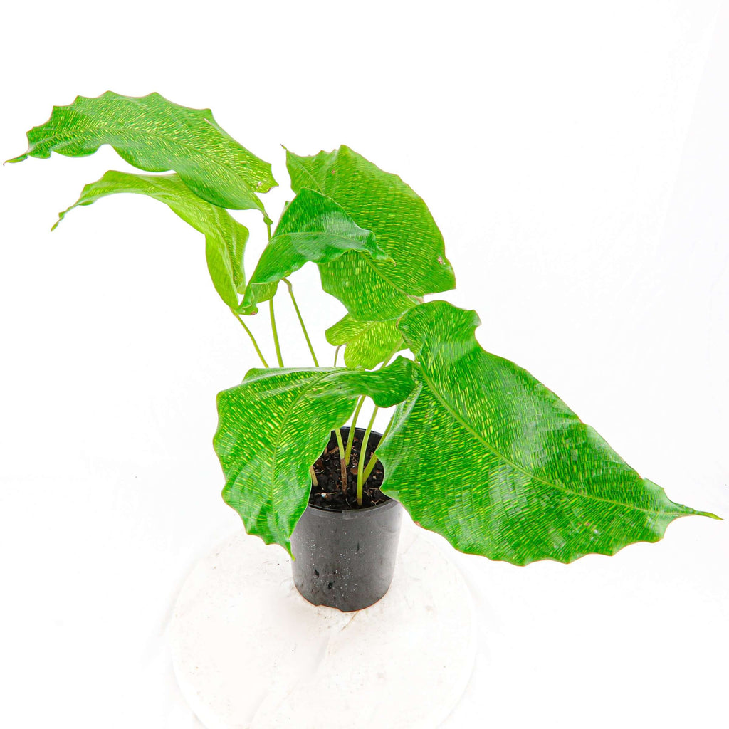 Calathea Musacia (Goeppertia kegeljanii) | Indoor Plant | Chalet Boutique - Australia