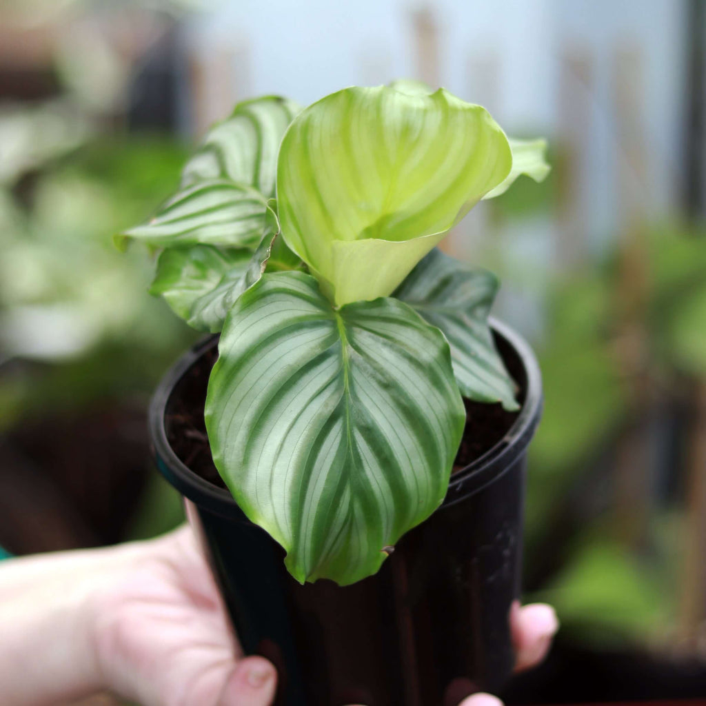 Calathea Orbifolia | Indoor Plant | Chalet Boutique - Australia