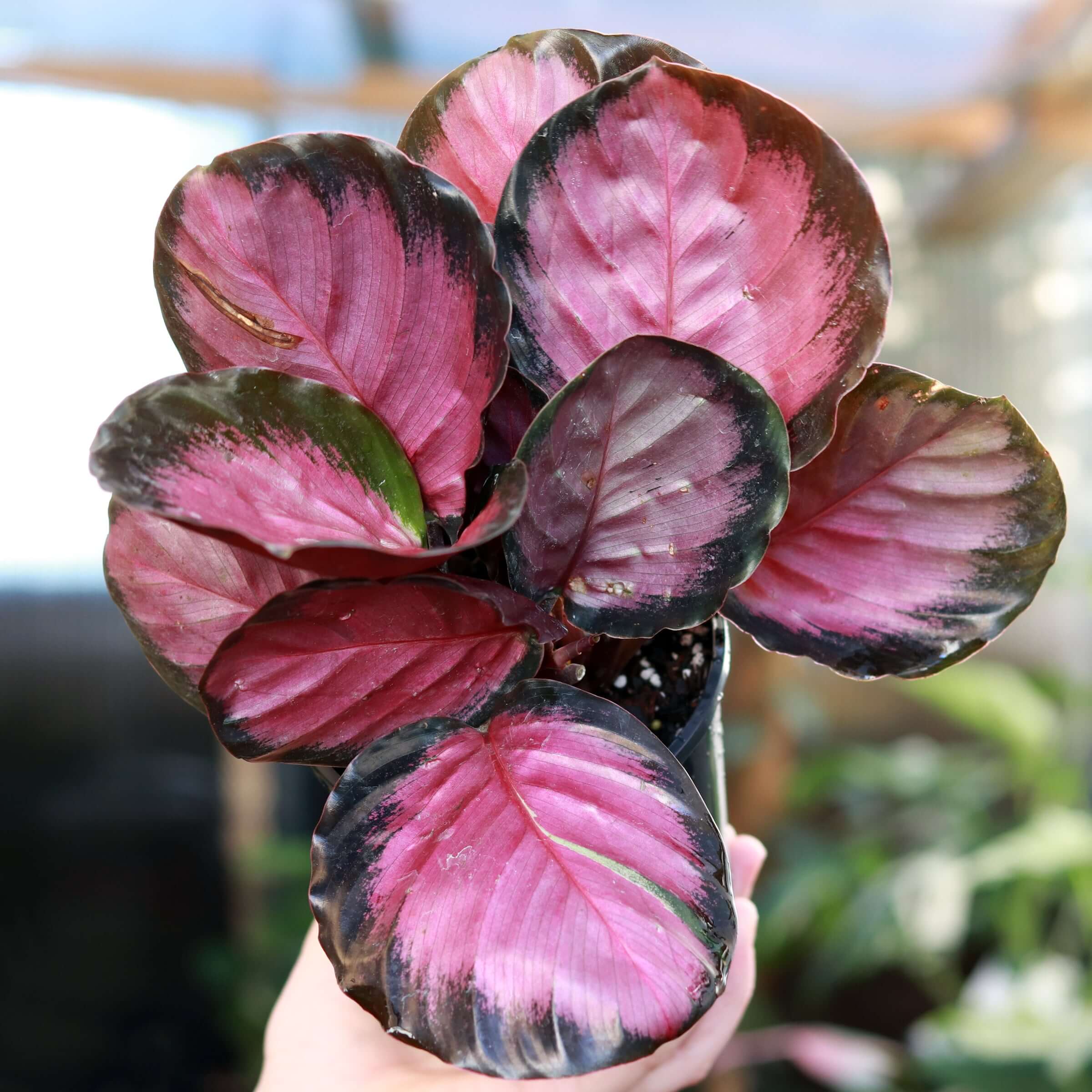 indoor flowering plants australia Buy Stunning Calathea Rosy Indoor Plants Online