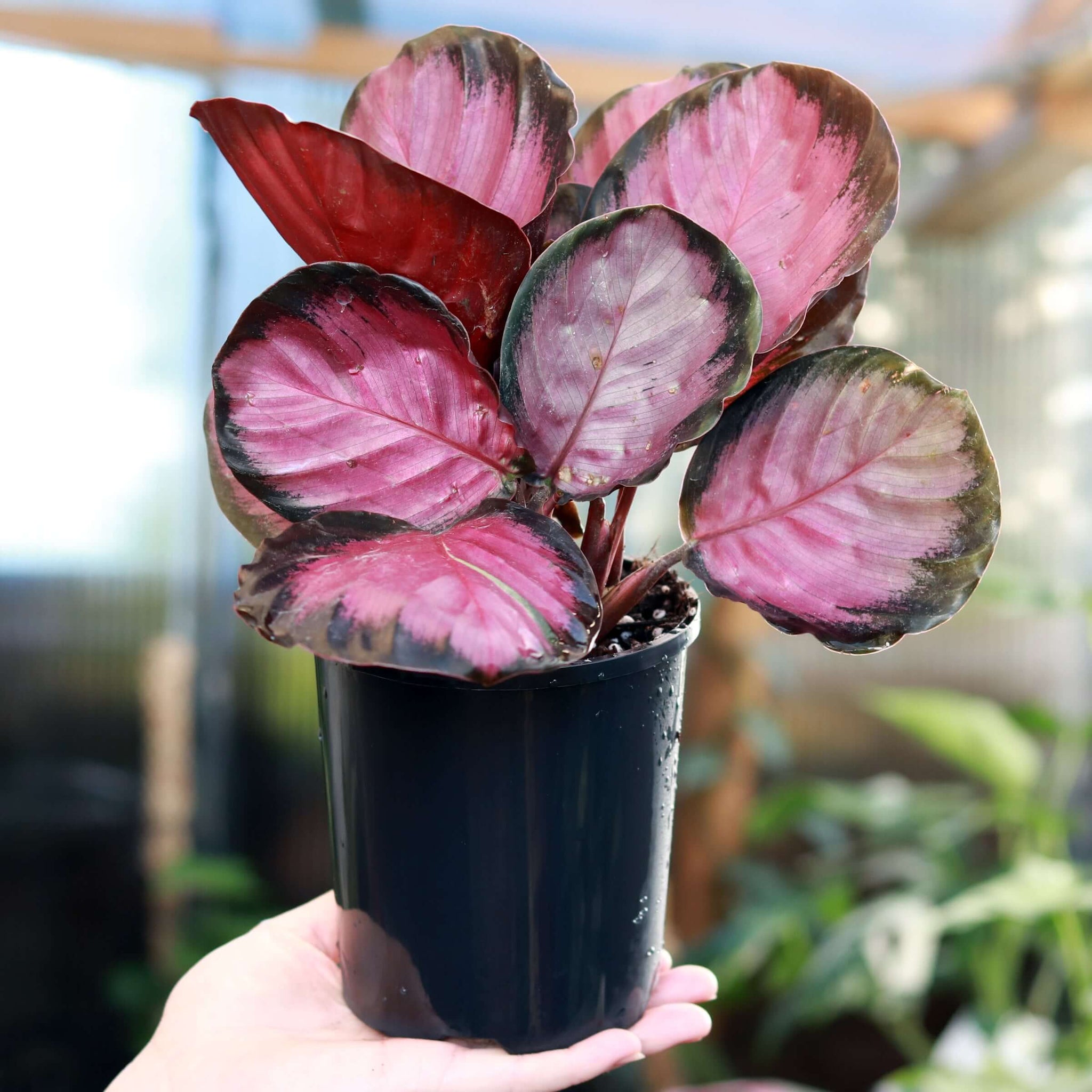 Buy Stunning Calathea Rosy Indoor Plants Online