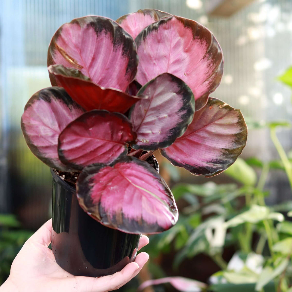 Calathea Rosy | Indoor Plant | Chalet Boutique - Australia