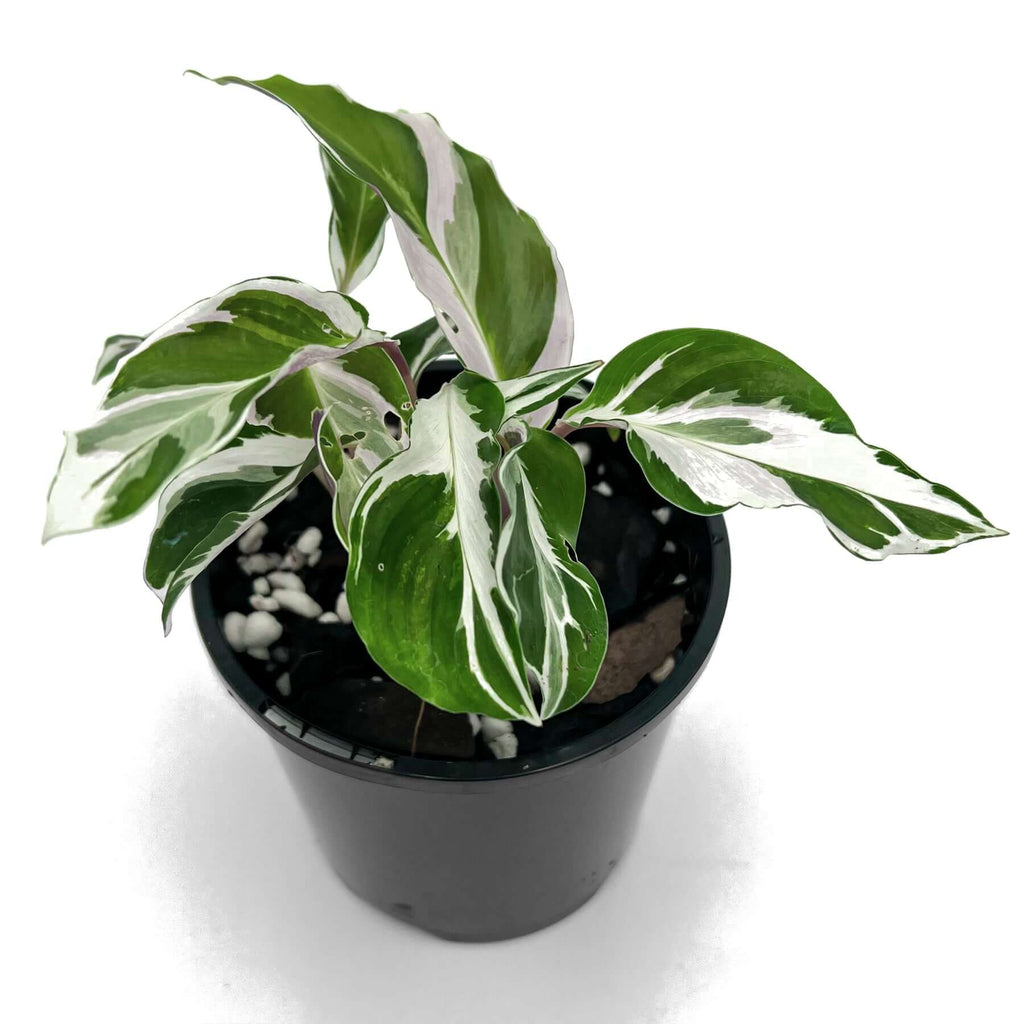 Calathea White Fusion | Indoor Plant | Chalet Boutique - Australia