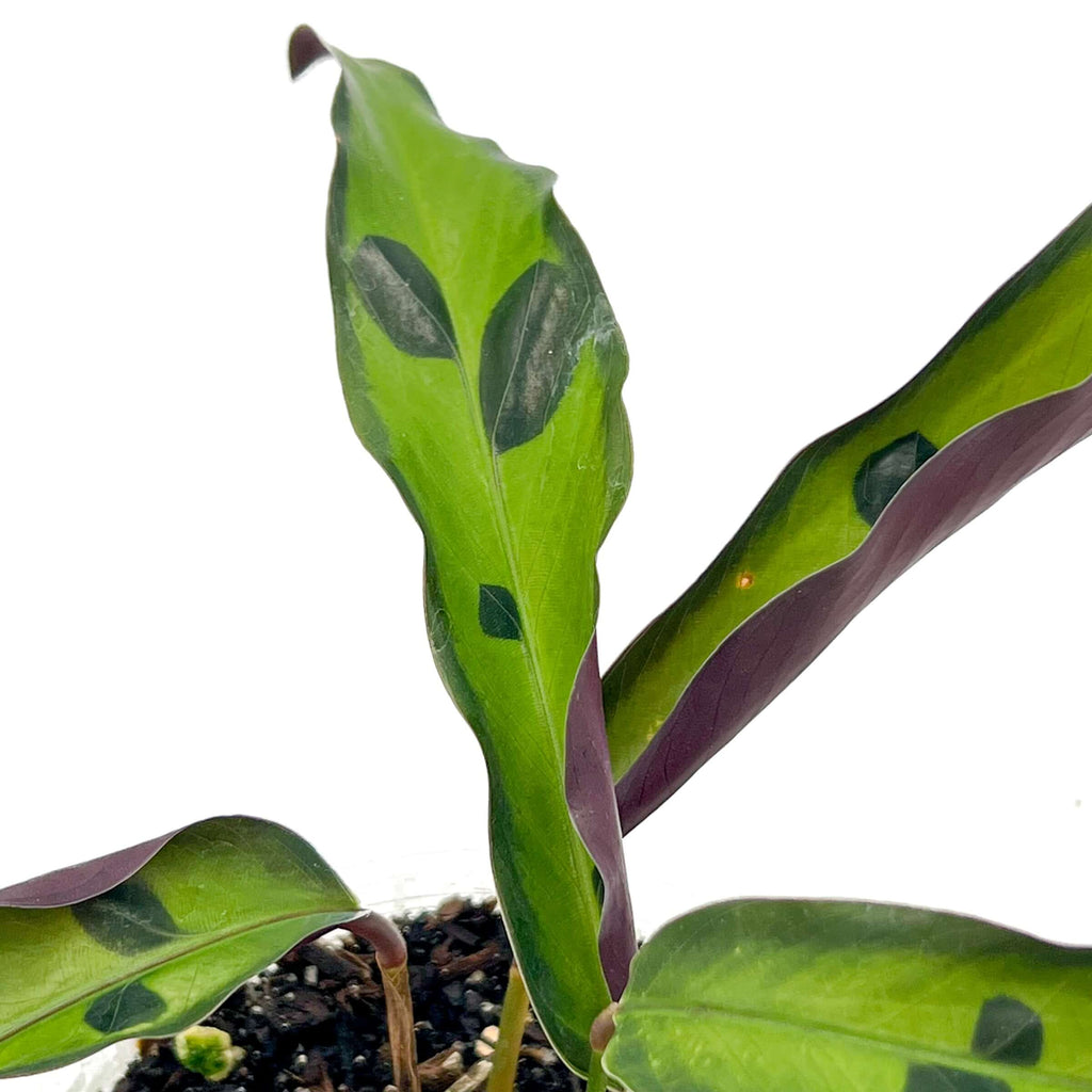 Calathea lancifolia 'Sport' | Indoor Plant | Chalet Boutique - Australia