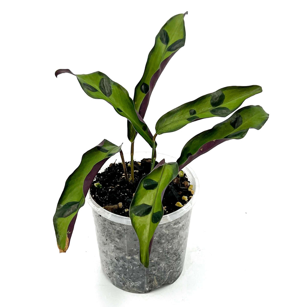 Calathea lancifolia 'Sport' | Indoor Plant | Chalet Boutique - Australia