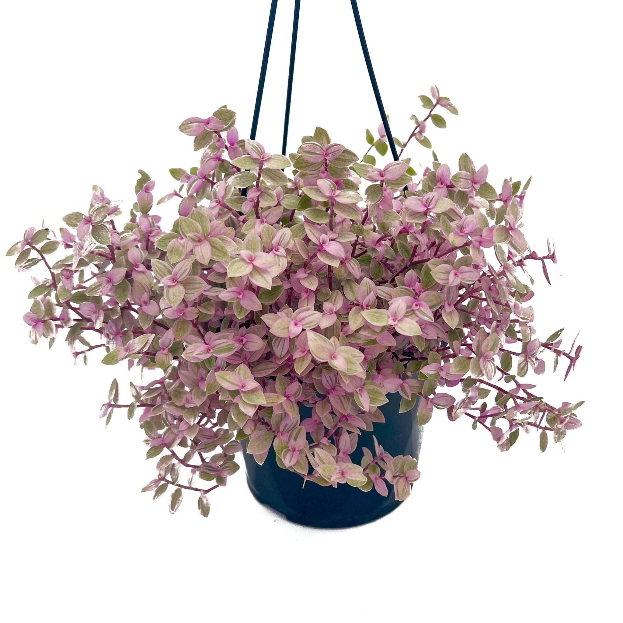 Callisia Repens 'Pink Panther'