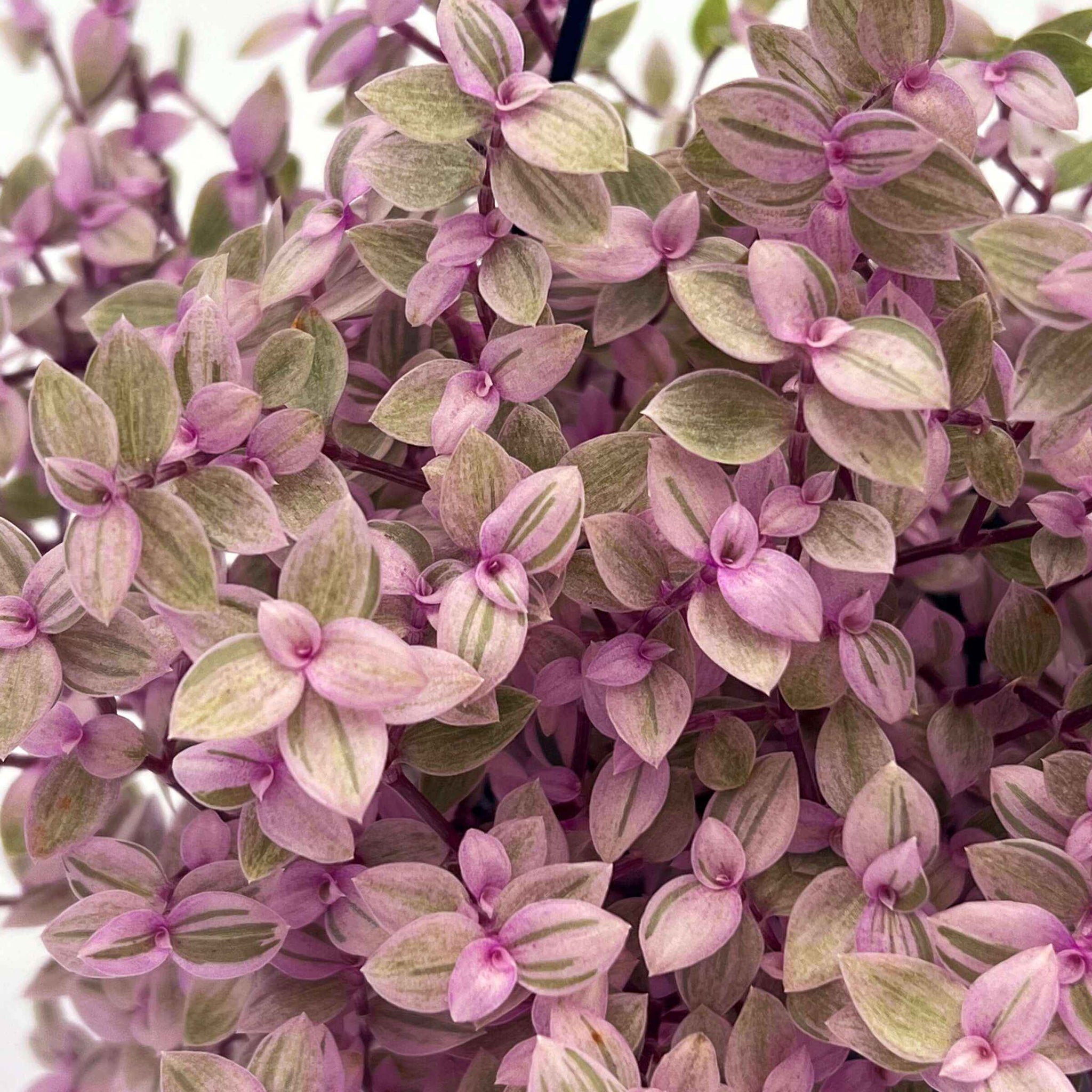 Callisia Repens 'Pink Panther'