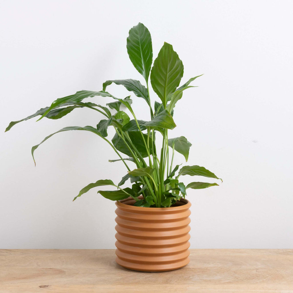 Cinnamon Cover Pot | Plant Pots | Chalet Boutique - Australia