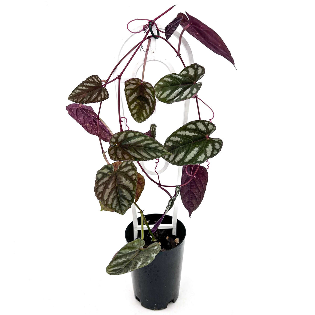 Cissus discolor 'Rex Begonia Vine' | Indoor Plant | Chalet Boutique - Australia
