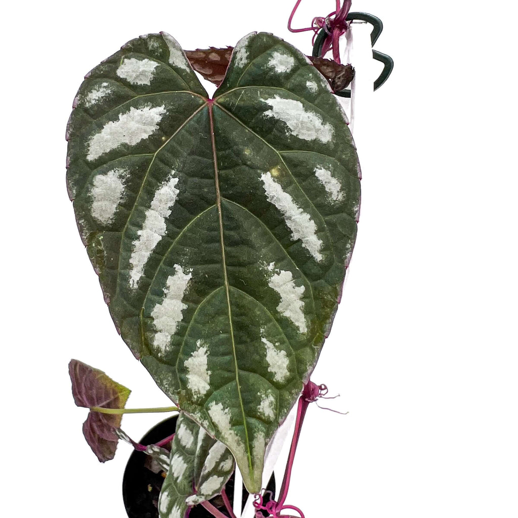 Cissus discolor 'Rex Begonia Vine' | Indoor Plant | Chalet Boutique - Australia