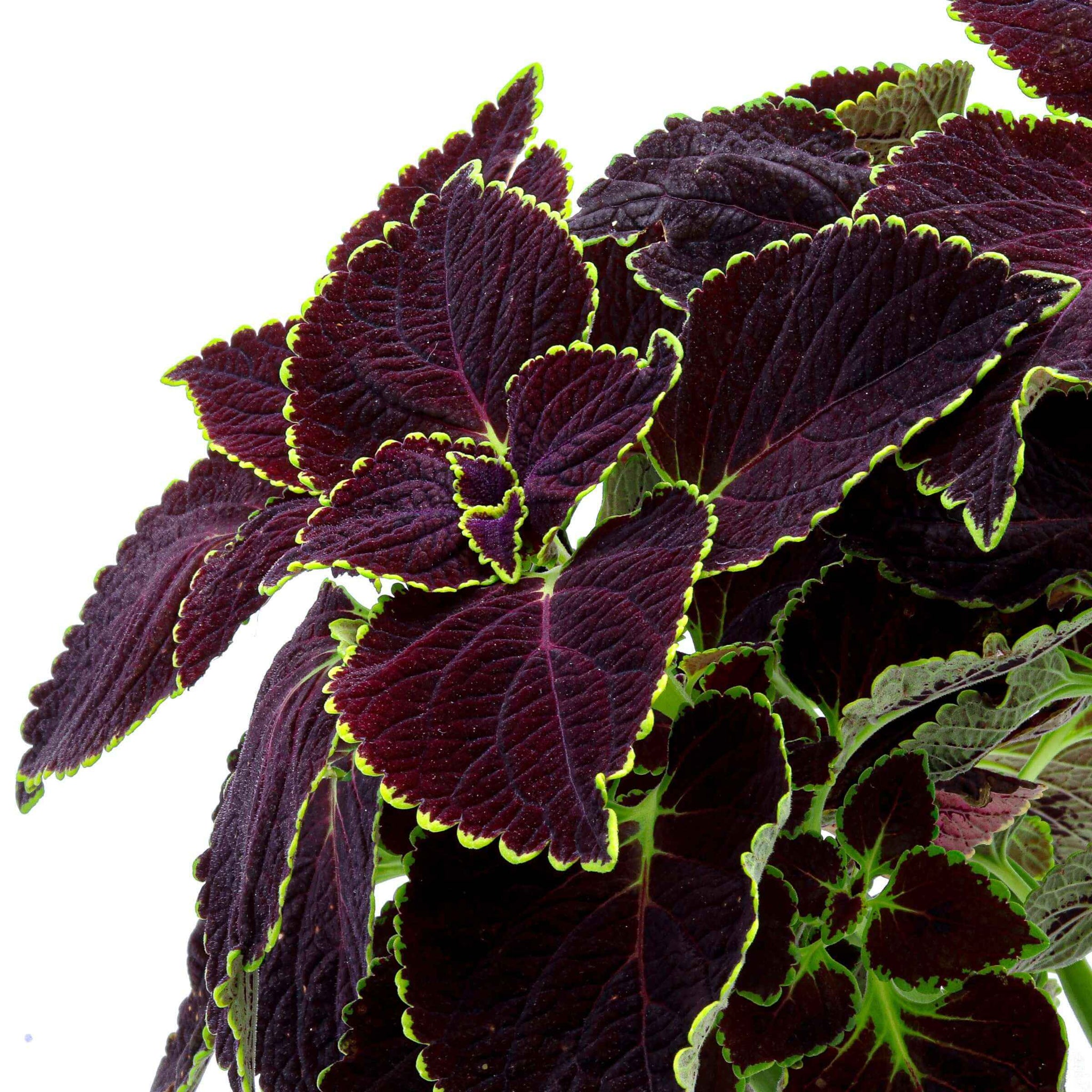 Coleus Broad Street