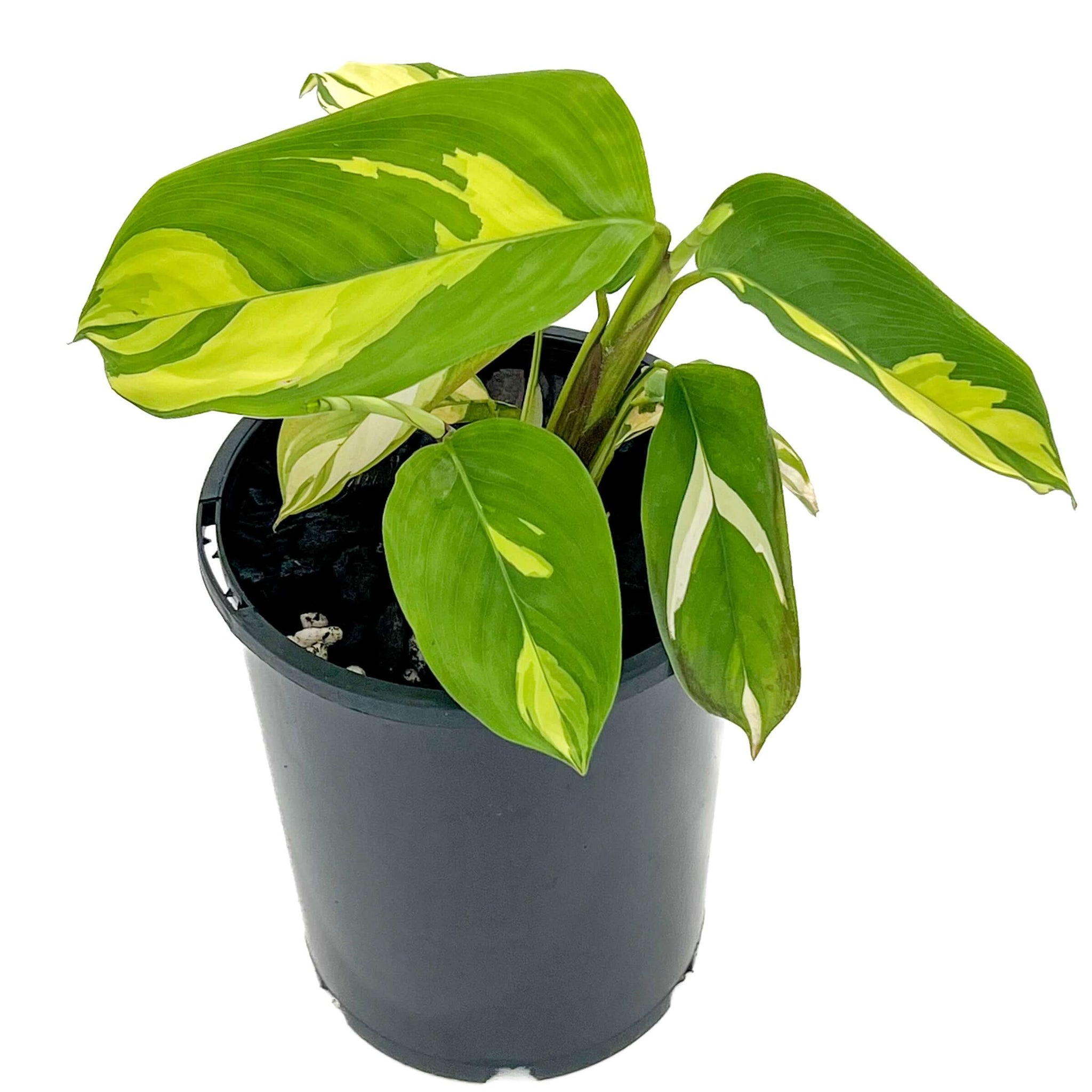 Ctenanthe Pilosa