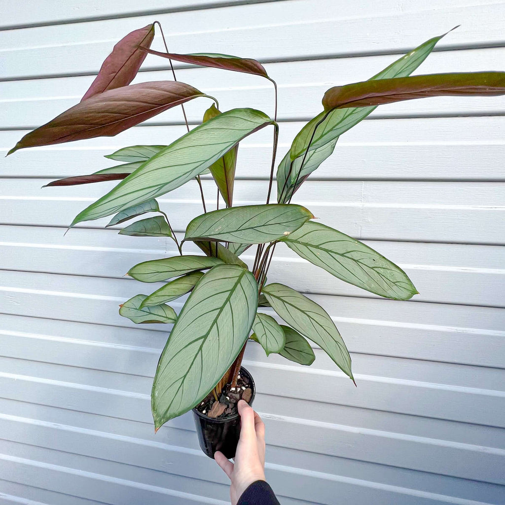 Ctenanthe Setosa 'Grey Star' | Indoor Plant | Chalet Boutique - Australia