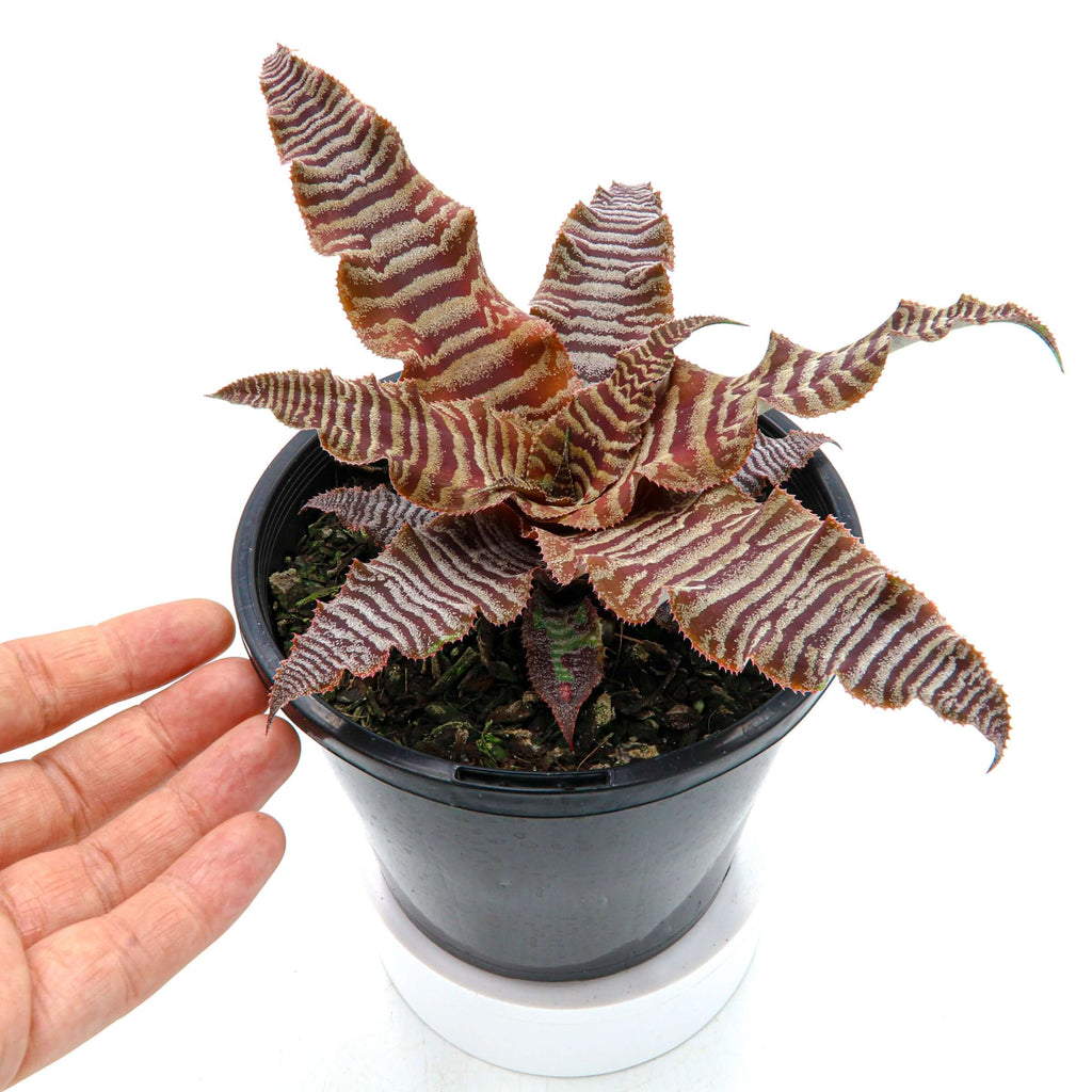 Cryptanthus Bivittatus 'Earth Star' | Indoor Plant | Chalet Boutique - Australia