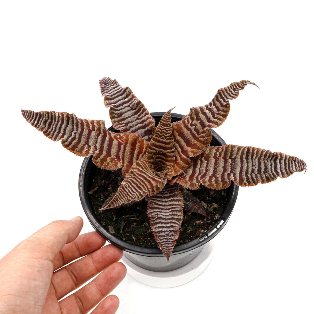 Cryptanthus Bivittatus 'Earth Star' | Indoor Plant | Chalet Boutique - Australia