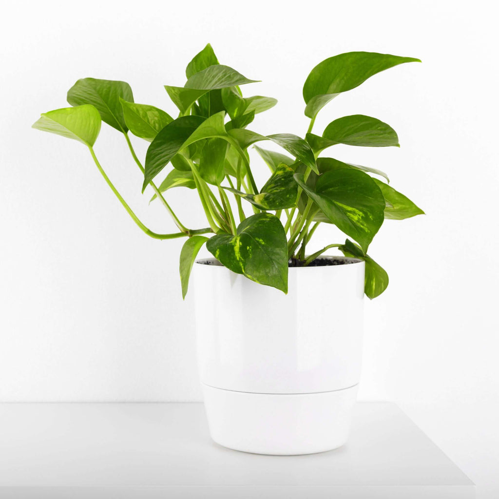 Epipremnum aureum 'Devils Ivy' | Indoor Plant | Chalet Boutique - Australia