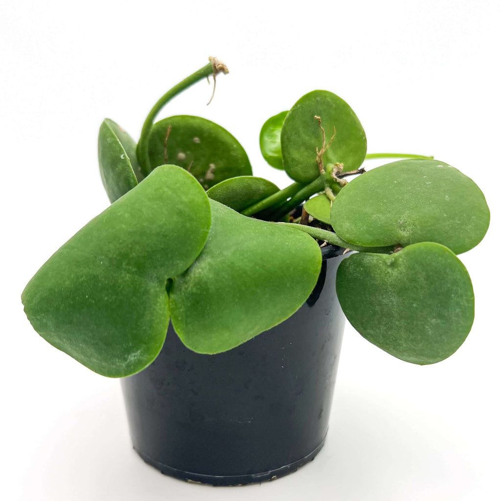 Dischidia Imbricata | Indoor Plant | Chalet Boutique - Australia