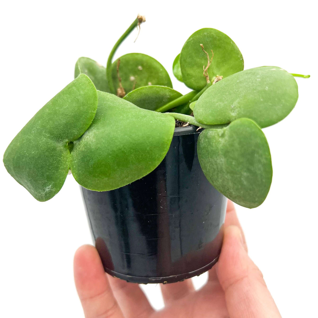 Dischidia Imbricata | Indoor Plant | Chalet Boutique - Australia
