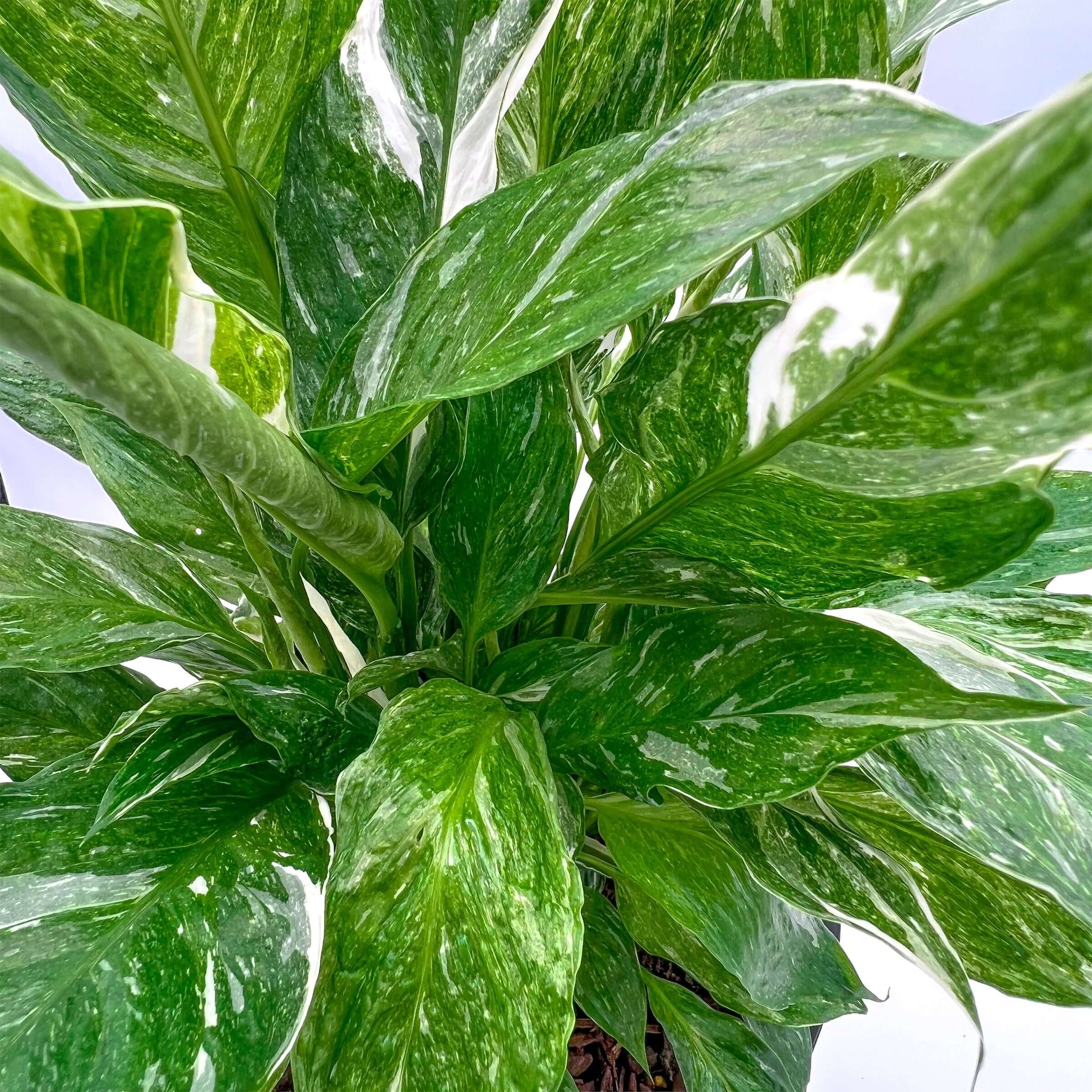 domino peace lily for sale Buy Spathiphyllum Domino (Large)