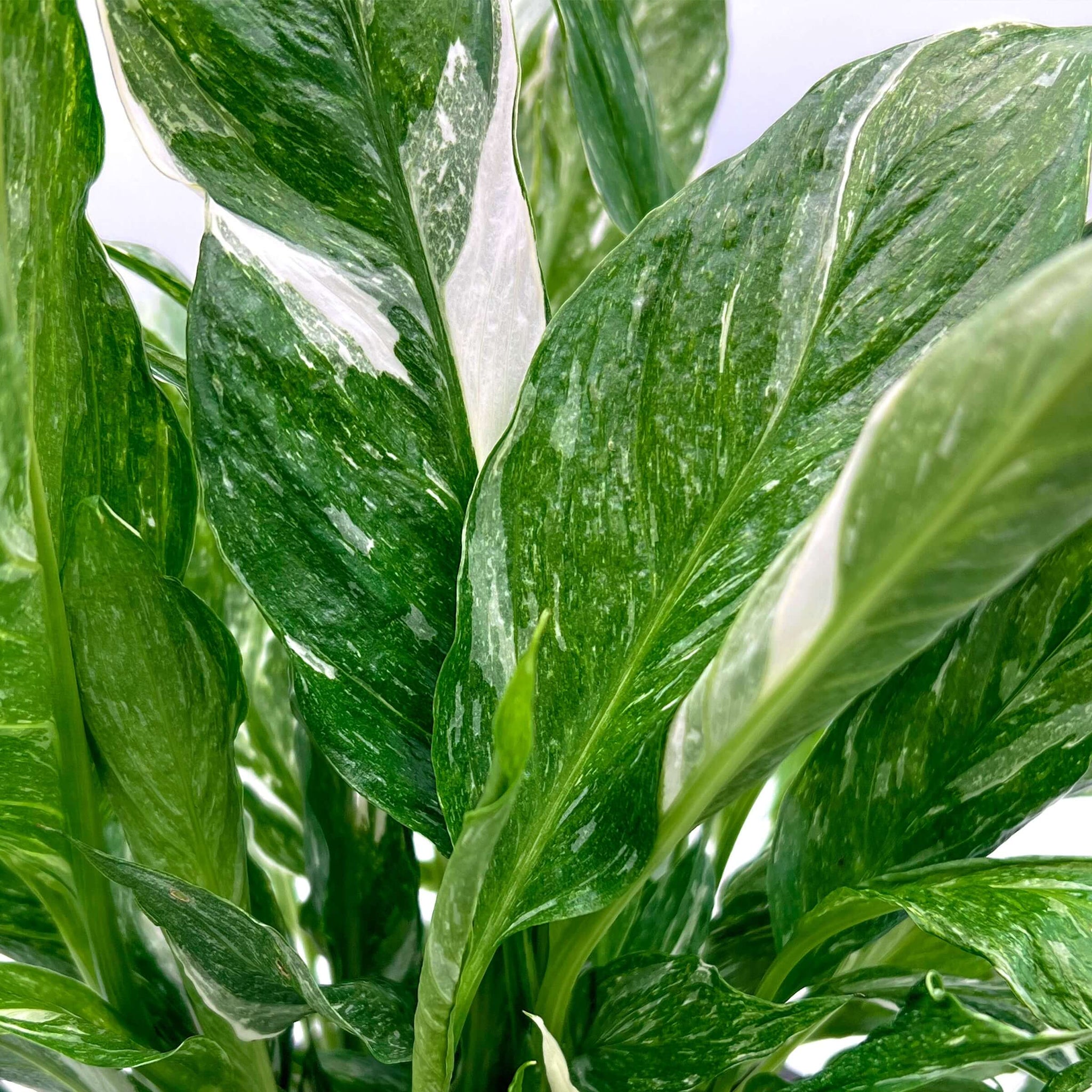 Buy Spathiphyllum Domino (Large)