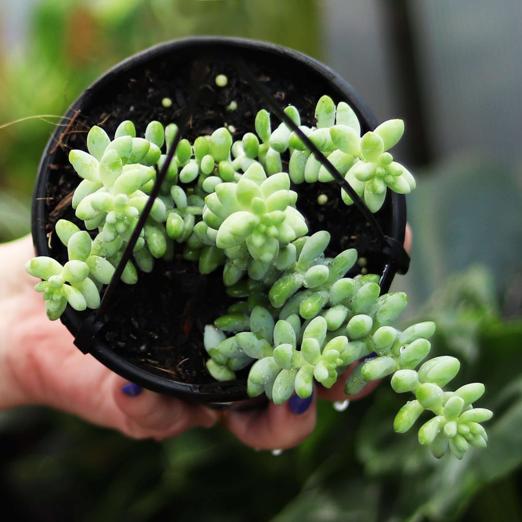 Donkey Tail | Indoor Plant | Chalet Boutique - Australia