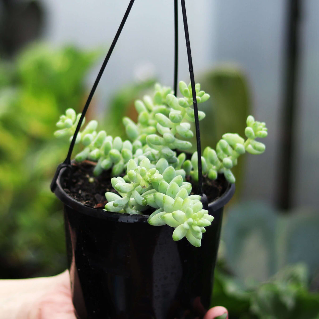 Donkey Tail | Indoor Plant | Chalet Boutique - Australia