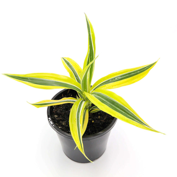 Dracaena Deremensis Lemon Lime