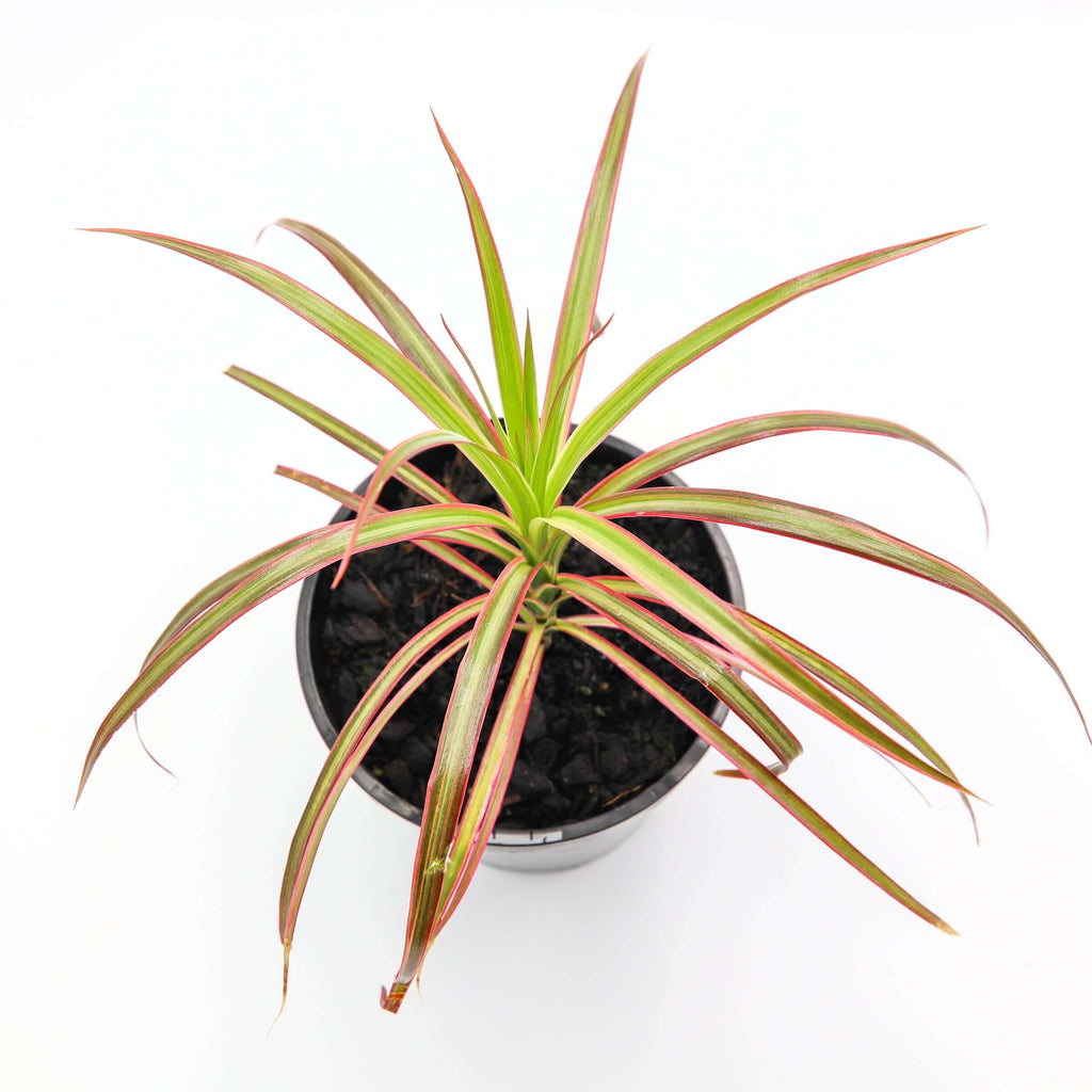 Dracaena Marginata Colorama | Indoor Plant | Chalet Boutique - Australia