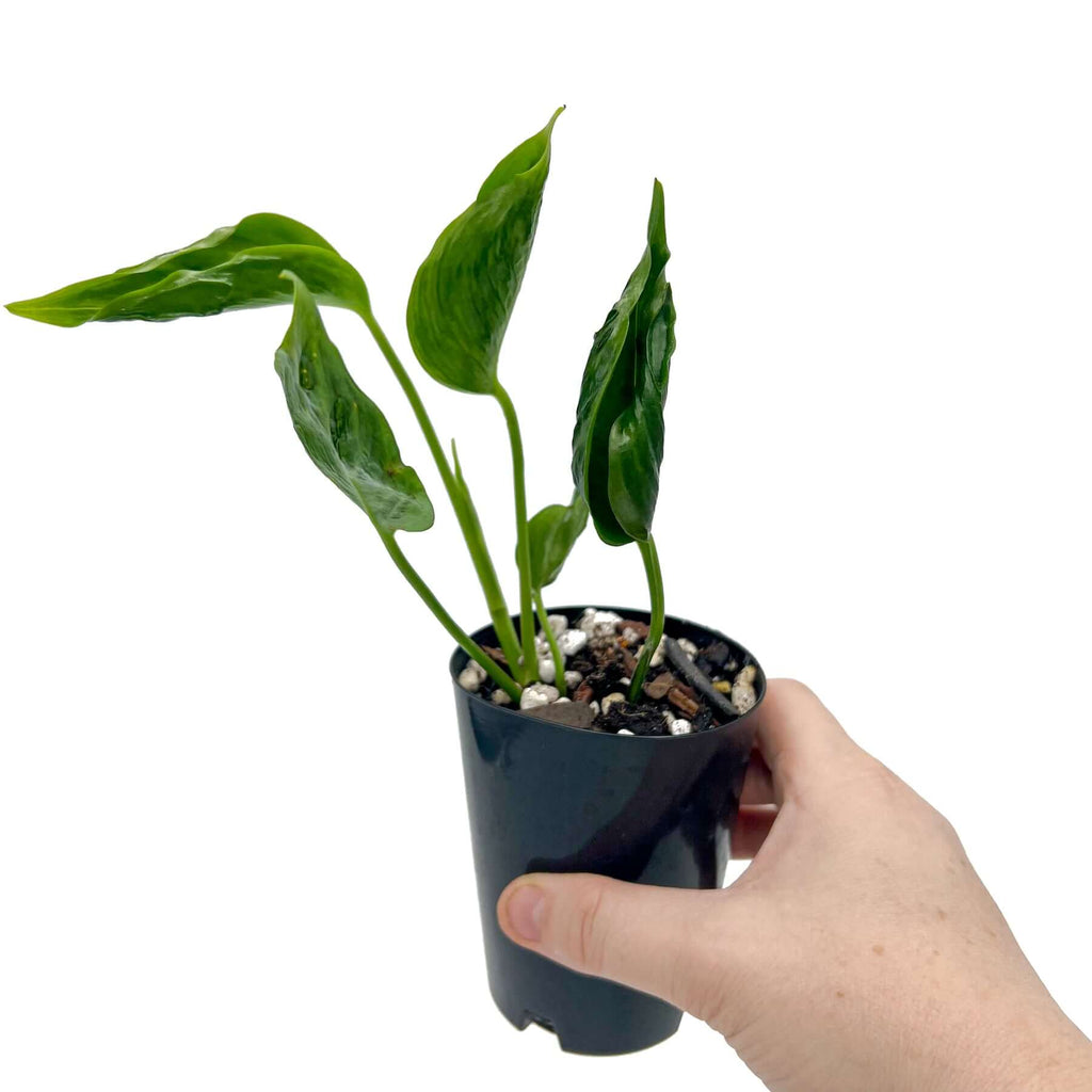 Epipremnum aureum 'Shangri La' - 10cm pots | Indoor Plant | Chalet Boutique - Australia