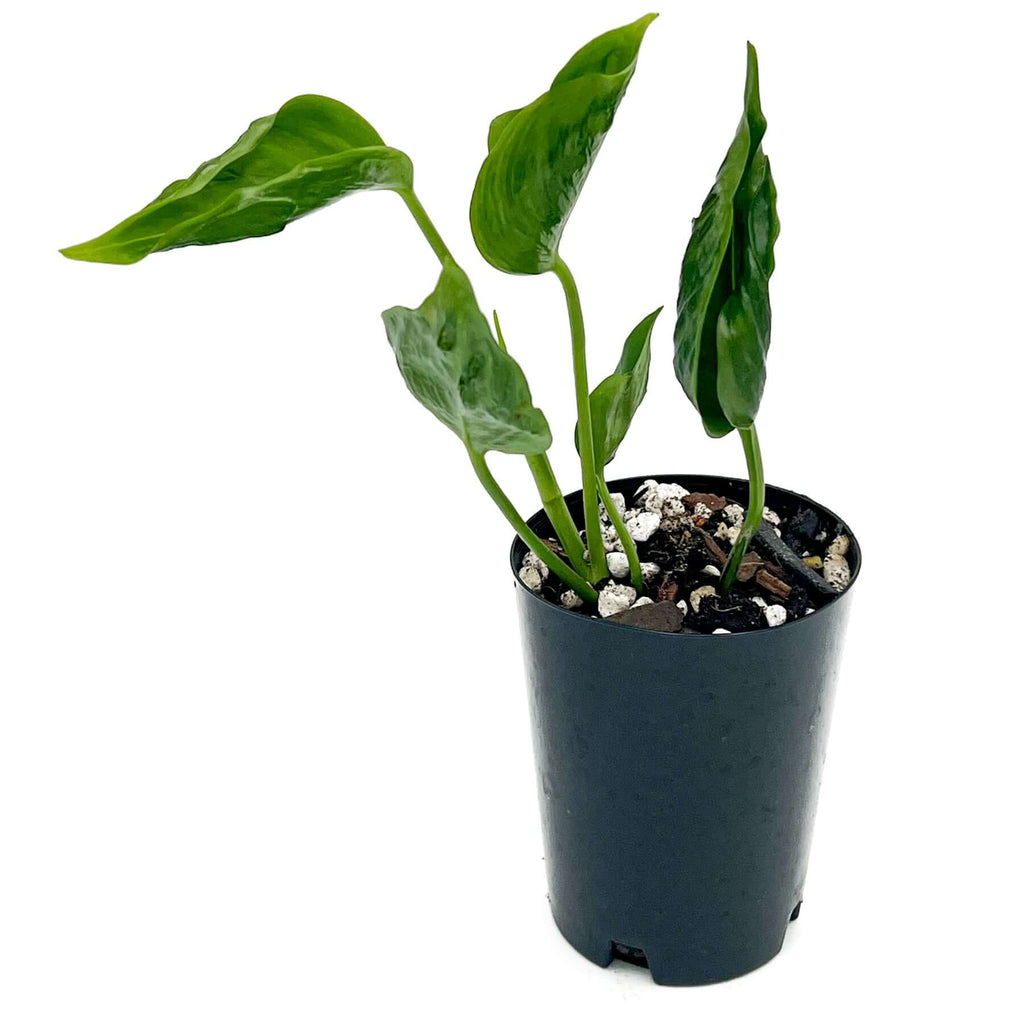 Epipremnum aureum 'Shangri La' - 10cm pots | Indoor Plant | Chalet Boutique - Australia