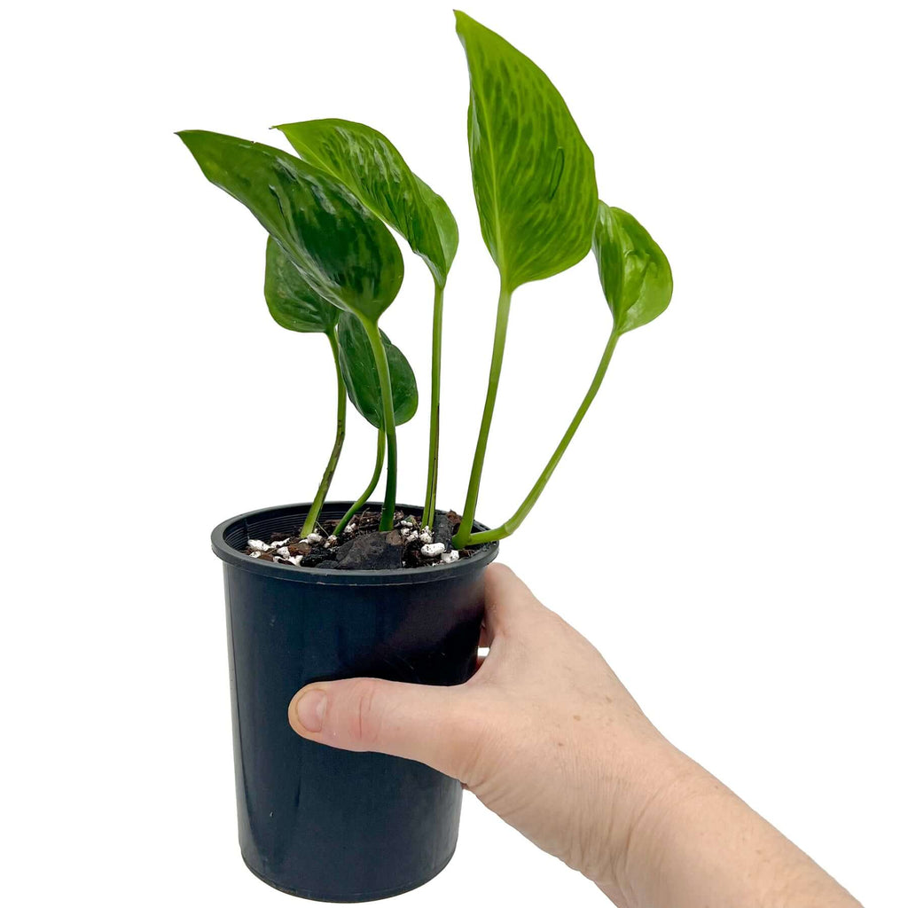 Epipremnum aureum 'Shangri La' - 12cm pots | Indoor Plant | Chalet Boutique - Australia