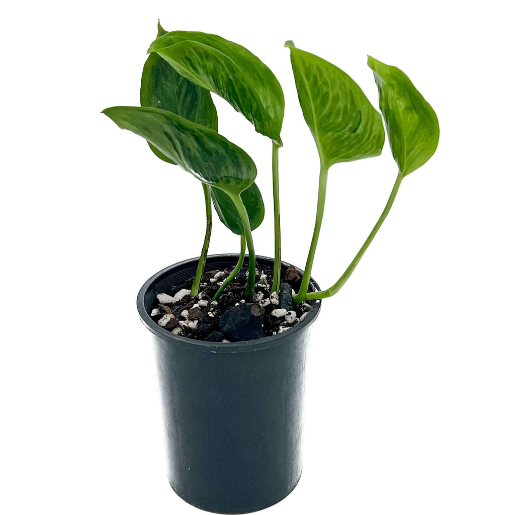 Epipremnum aureum 'Shangri La' - 12cm pots | Indoor Plant | Chalet Boutique - Australia