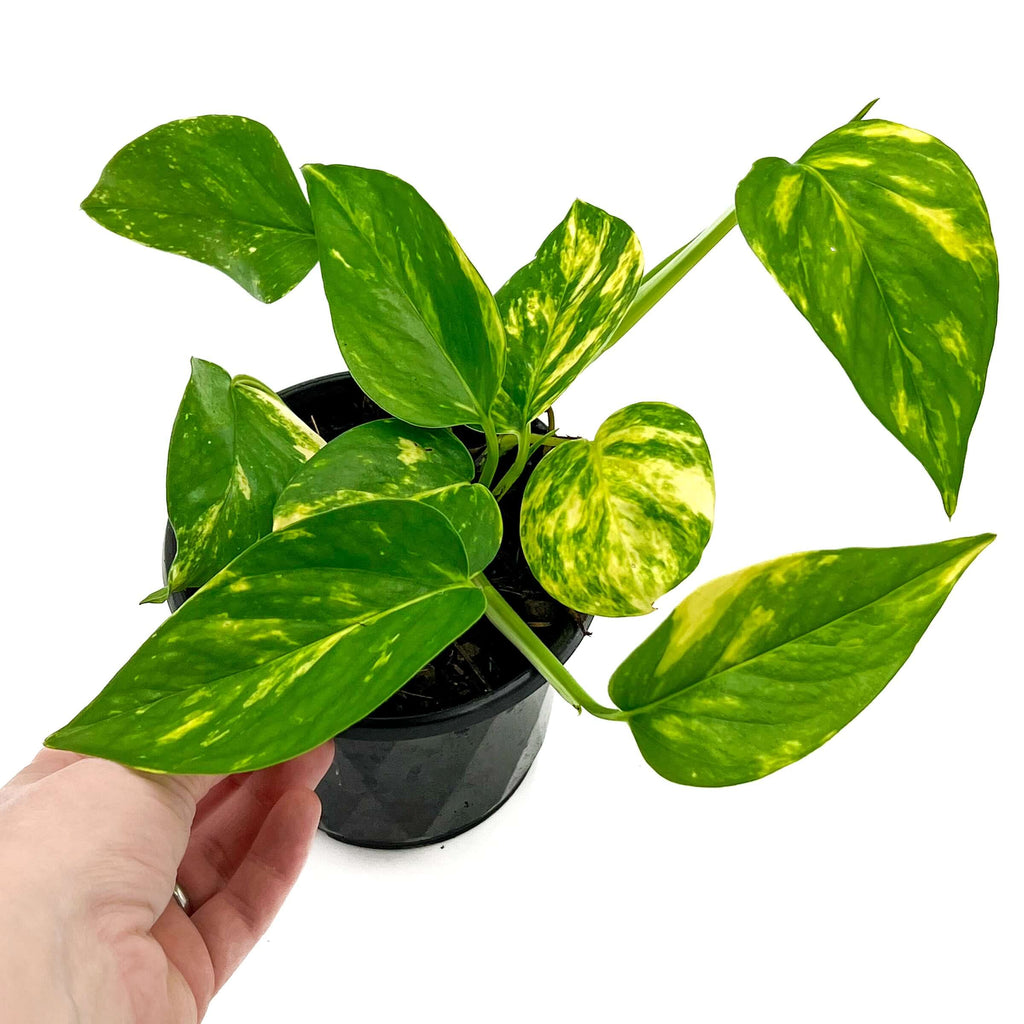 Epipremnum aureum 'Devils Ivy' | Indoor Plant | Chalet Boutique - Australia