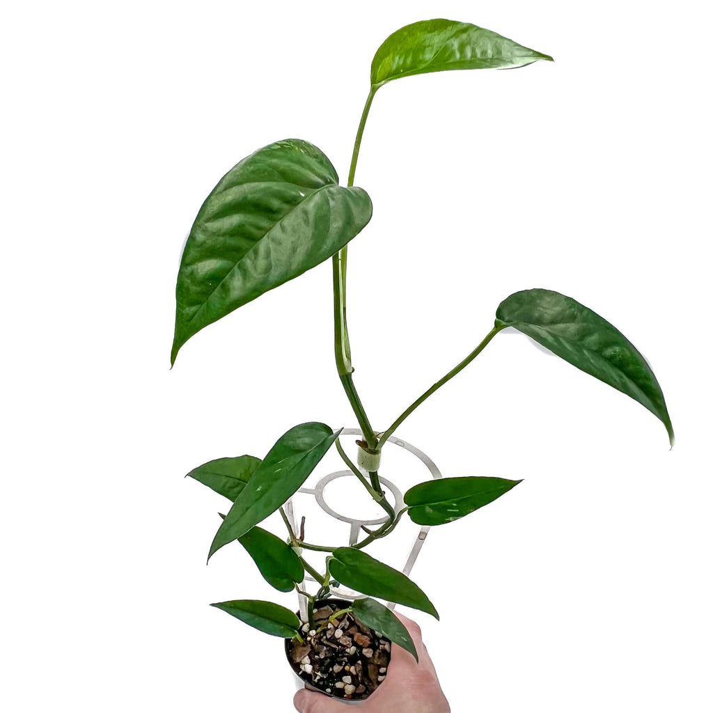 Epipremnum pinnatum | Indoor Plant | Chalet Boutique - Australia