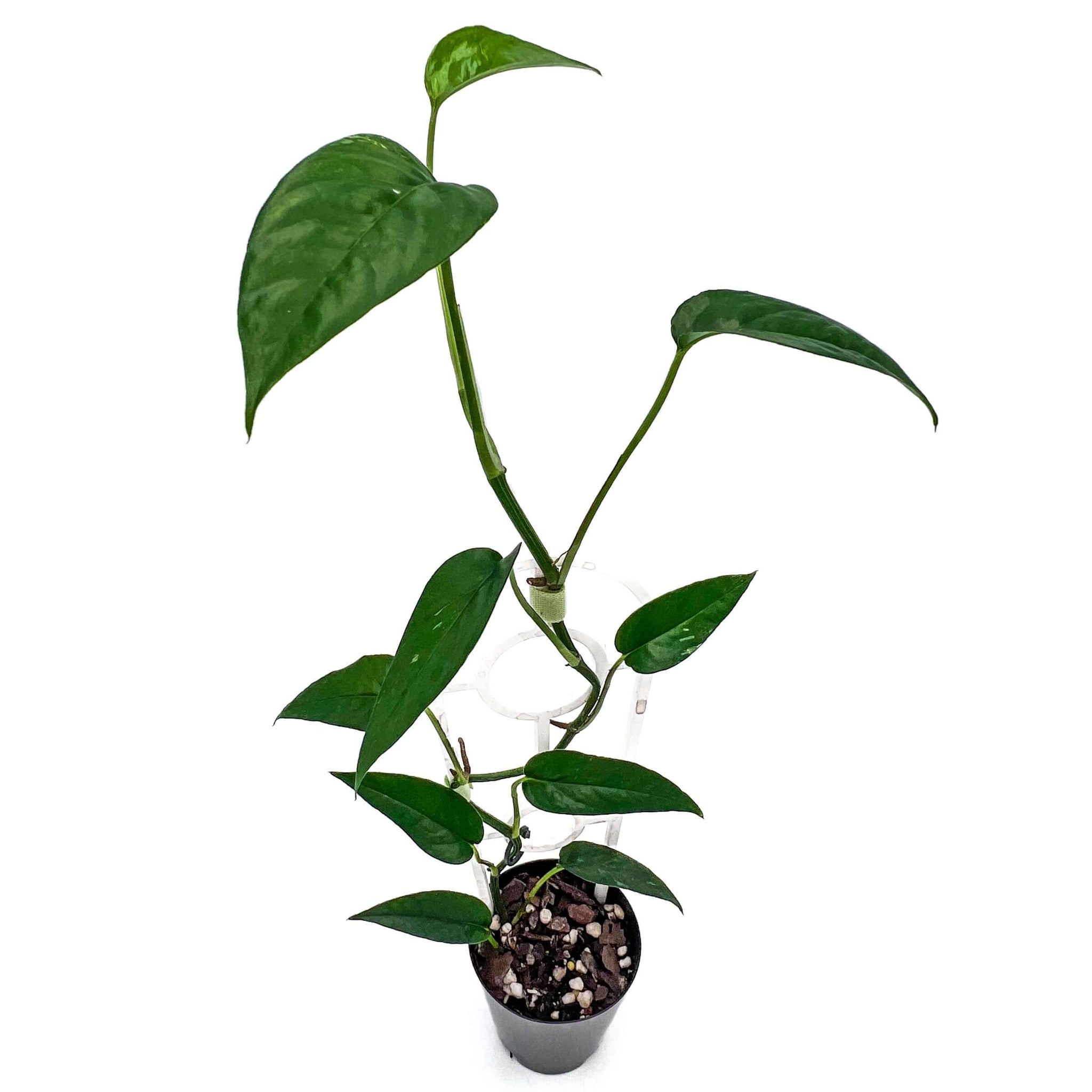 Buy Epipremnum Pinnatum