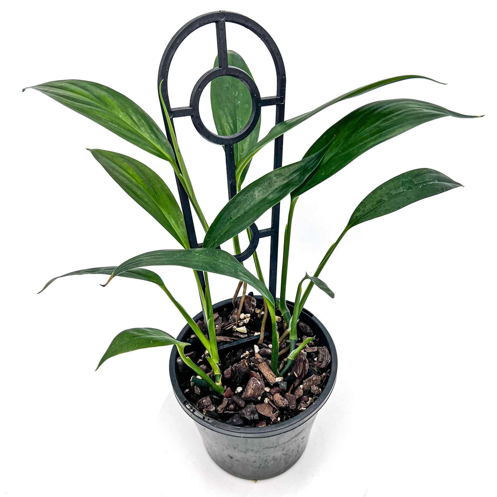 Epipremnum amplissimum 'Green' | Indoor Plant | Chalet Boutique - Australia