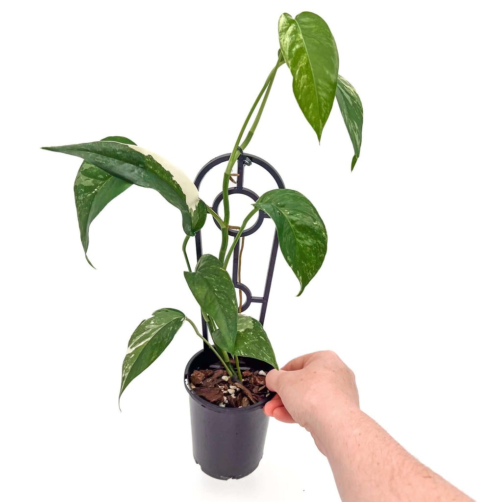 Epipremnum pinnatum Variegated | Indoor Plant | Chalet Boutique - Australia