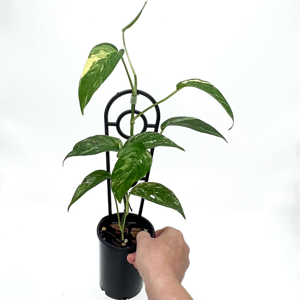 Epipremnum pinnatum Variegated | Indoor Plant | Chalet Boutique - Australia